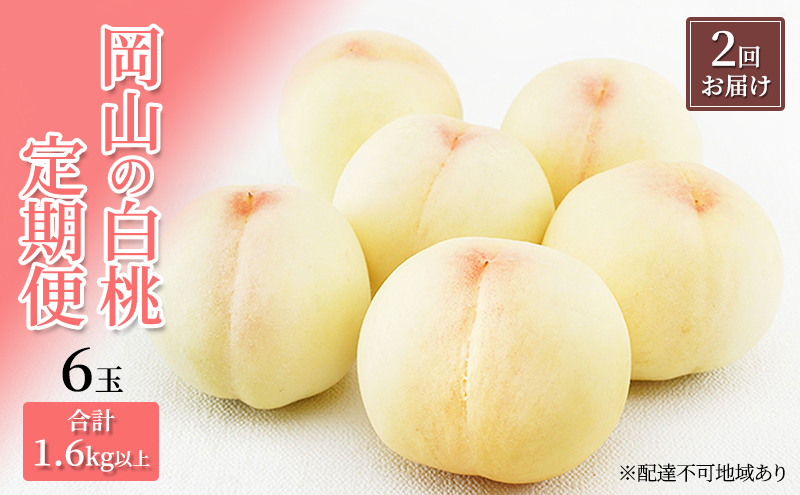 桃 定期便 2026年 先行予約 岡山 の 白桃 6玉 合計1.6kg以上×2回 お届け 化粧箱入り もも モモ 岡山産 国産 フルーツ 果物 ギフト