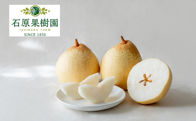 梨 2025年 先行予約 鴨梨（ヤーリー）5～10玉 合計約3kg 贈答箱【11月下旬～12月中旬頃発送】 ナシ なし 岡山県産 国産 フルーツ 果物 ギフト 石原果樹園