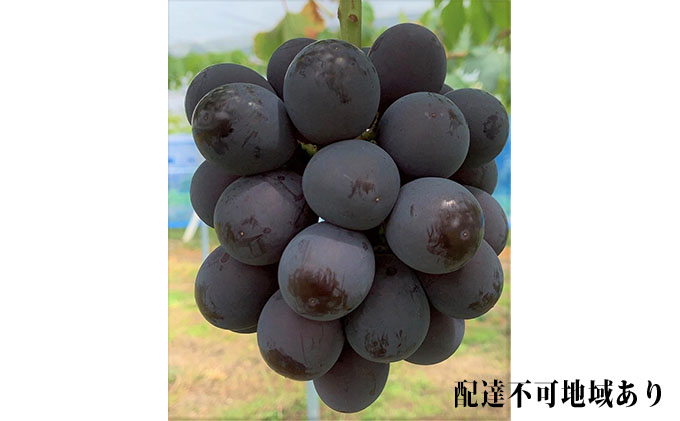 ぶどう 2026年 先行予約 ニュー ピオーネ 4房 合計2kg以上 ブドウ 葡萄  岡山県産 国産 フルーツ 果物 ギフト 河本農園 ニューピオーネ 2キロ