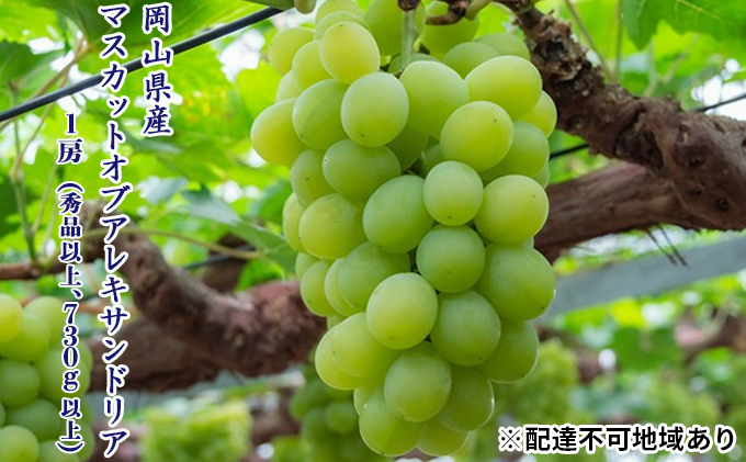 ぶどう 2026年 先行予約 マスカット ・オブ・アレキサンドリア 1房（秀品以上、730g以上）化粧箱入り ブドウ 葡萄  岡山県産 国産 フルーツ 果物 ギフト マスカットオブアレキサンドリア 730ｇ