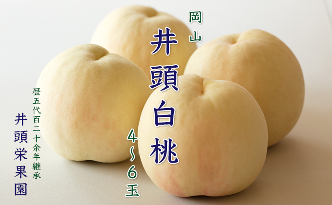 桃 2026年 先行予約 井頭 白桃 4～6玉入り 1.5kg規格箱 もも モモ 岡山県産 国産 フルーツ 果物 ギフト 井頭栄果園