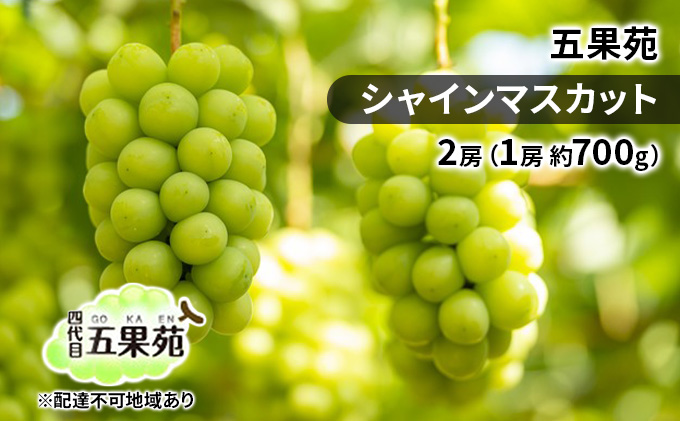 ぶどう 2026年 先行予約 シャイン マスカット 2房（1房 約700g） ぶどう フルーツ 果物 贈り物 ギフト 岡山 五果苑 岡山のぶどう 岡山の果物 岡山のフルーツ 産地直送 種なし 皮ごと