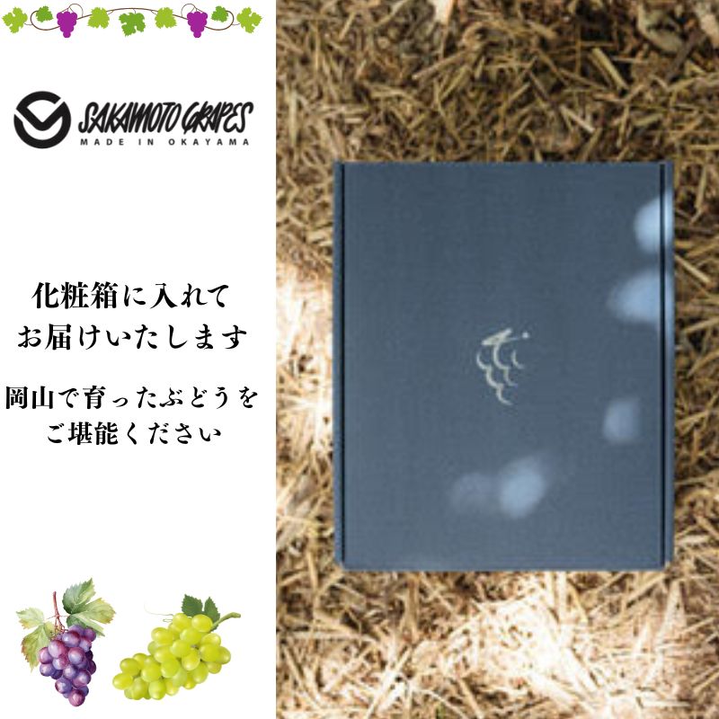 希少品種 御贈答用 岡山県産 冬ぶどう 紫苑 2房入り(1.2kg以上) ぶどう ブドウ 葡萄 フルーツ 果物 岡山 瀬戸内市