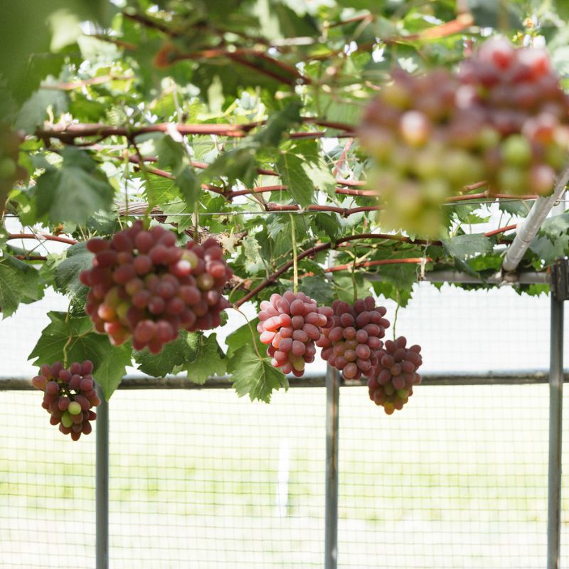 希少品種 御贈答用 岡山県産 冬ぶどう 紫苑 2房入り(1.2kg以上) ぶどう ブドウ 葡萄 フルーツ 果物 岡山 瀬戸内市