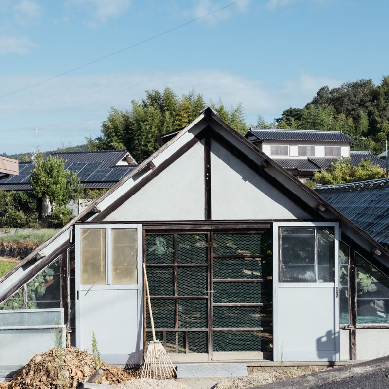 希少品種 御贈答用 岡山県産 冬ぶどう 紫苑 2房入り(1.2kg以上) ぶどう ブドウ 葡萄 フルーツ 果物 岡山 瀬戸内市