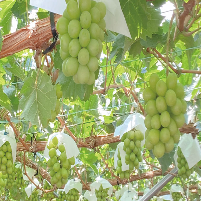 ぶどう 2026年 先行予約 9月・10月発送 シャインマスカット 晴王 2房（合計約1.3kg） ブドウ 葡萄 岡山県産 国産 フルーツ 果物 ギフト