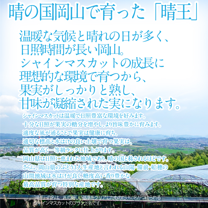 2026年 先行予約受付中 シャインマスカット晴王 2房 約1.1kg 岡山県産 種無し 皮ごと食べる みずみずしい 甘い フレッシュ 瀬戸内 晴れの国 おかやま 果物大国 ハレノフルーツ