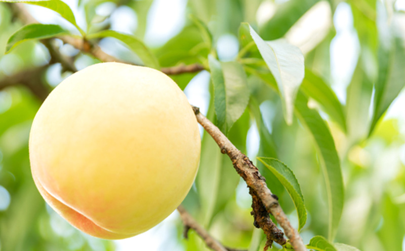 桃 2026年 先行予約 岡山の白桃 3玉 約1kg 贈答用 もも モモ 白桃 岡山白桃 岡山県産 国産 フルーツ 果物 ギフト 贈り物 横木農園 スイーツ