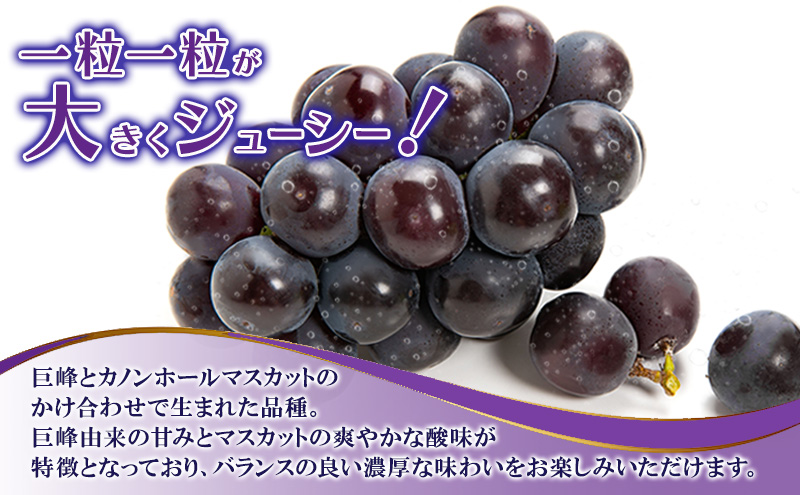 ぶどう 2026年 先行予約 ニュー ピオーネ 大粒 1房 550g以上 ブドウ 葡萄 岡山県 赤磐市産 国産 フルーツ 果物 ギフト 赤坂青空市 黒ブドウ 果物類