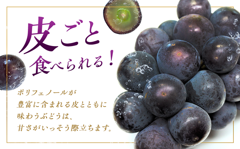 ぶどう 2026年 先行予約 オーロラブラック 約2kg 4～5房 ご家庭用 ブドウ 葡萄 フルーツ 果物 岡山 赤磐市産 農マル園芸 あかいわ農園 種なし 大粒 高糖度