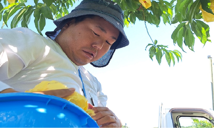 桃 2025年 先行予約 真面目な今井郁弥さん家の桃 白桃 白鳳 約1.8kg 6～8玉 稚媛の里セレクト フルーツ 果物 岡山 赤磐市産