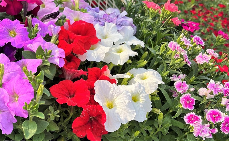 春 の 花苗 おすすめ セット 24ポット(4～6月発送) ガーデニング 園芸 お花 花 フラワー