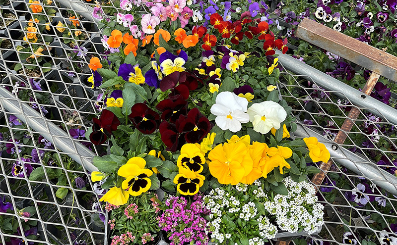 秋 の 花苗 おすすめ セット 24ポット(10月下旬～1月発送) ガーデニング 園芸 お花 花 フラワー