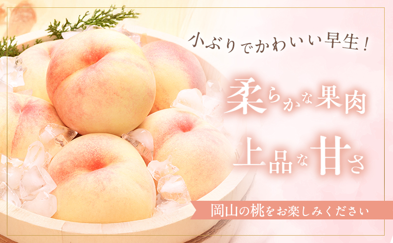 桃 2026年 先行予約 早生の旬の 白桃 約1.5kg 6～9玉 進物用 もも モモ フルーツ 果物 岡山 赤磐市産 農マル園芸 あかいわ農園