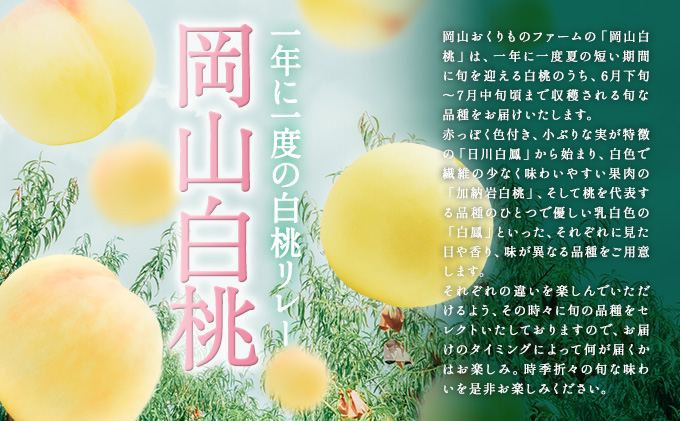 桃 2026年 先行予約 旬 の 白桃 5～6玉入り 約1.5kg 贈答用 もも モモ 岡山県 赤磐市産 国産 フルーツ 果物 ギフト