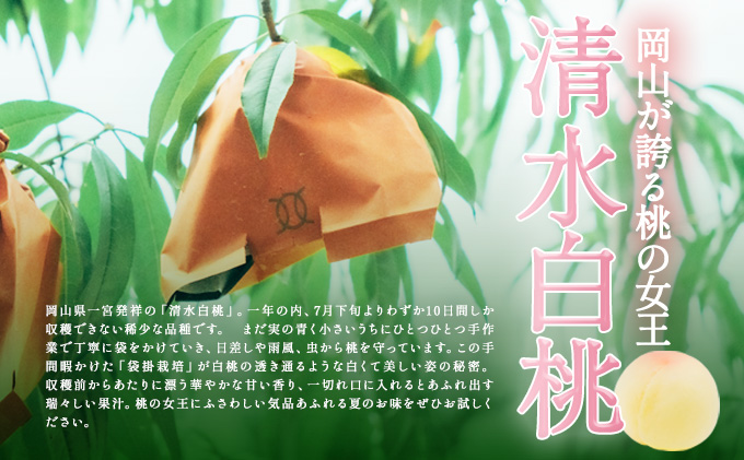 桃 2026年 先行予約 清水 白桃 5～6玉入り(約1.5kg) 贈答用 もも モモ 岡山県 赤磐市産 国産 フルーツ 果物 ギフト