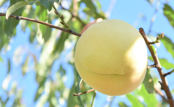 桃 2026年 先行予約 白桃 冬美白 とうびはく 3玉 1玉約350g もも モモ 令和7年 岡山 赤磐市産 国産 フルーツ 果物 ギフト 果肉 しっかり 柔らかい 食感 大変貴重 高糖度 栽培方法