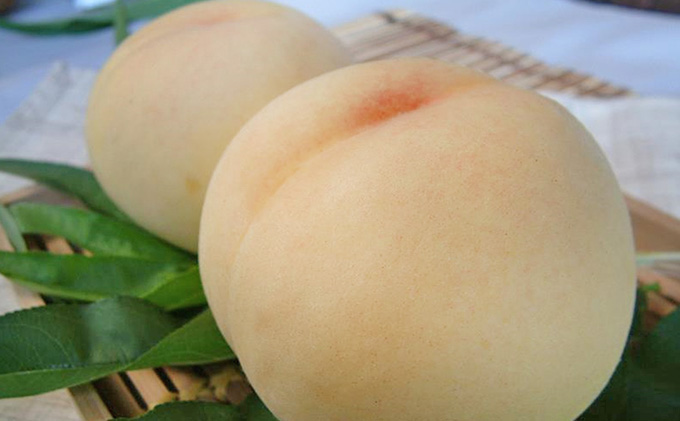 桃 2025年 先行予約 おかやま 夢 白桃 約3.0kg 10～12玉 もも 岡山県 赤磐市産 フルーツ 果物 あかいわファーマーズガーデン