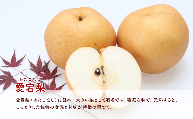 梨 2025年 岡山県赤磐市 梨の詰合せ！ 愛宕梨 2玉・新高梨 2玉 合計約3.2kg フルーツ なし 果物 岡山のフルーツ 岡山の果物 国産 日本産 日本一大きい梨 しっとり 秋の果物 秋の味覚