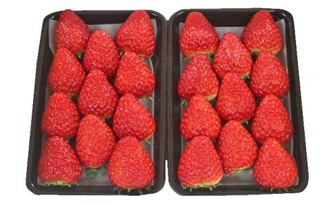 いちご 2026年 先行予約 約300g×2パック 当日収穫発送！ イチゴ 苺 フルーツ 果物 岡山 赤磐市産 農マル園芸 あかいわ農園 果物類