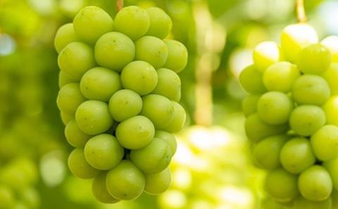 ぶどう 2026年 先行予約 シャイン マスカット 1房 700g～800g 大粒 種無し ブドウ 葡萄 岡山県 赤磐市産 国産 フルーツ 果物 ギフト MAKANAファーマーズ 果物類 シャインマスカット