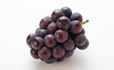 ぶどう 2026年 先行予約 オーロラ ブラック 2房（1房600g～700g） 大粒 種無し ブドウ 葡萄 岡山県 赤磐市産 国産 フルーツ 果物 ギフト MAKANAファーマーズ 果物類 オーロラブラック