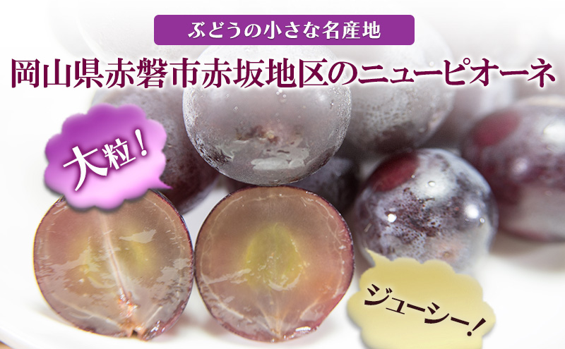 ぶどう 2026年 先行予約 ニュー ピオーネ 大粒 1房 550g以上 ブドウ 葡萄 岡山県 赤磐市産 国産 フルーツ 果物 ギフト 赤坂青空市 黒ブドウ 果物類