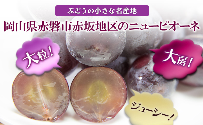ぶどう 2026年 先行予約 ニュー ピオーネ 大粒 大房 2房 合計1.3kg以上 ブドウ 葡萄 岡山県 赤磐市産 国産 フルーツ 果物 ギフト 赤坂青空市 果物類