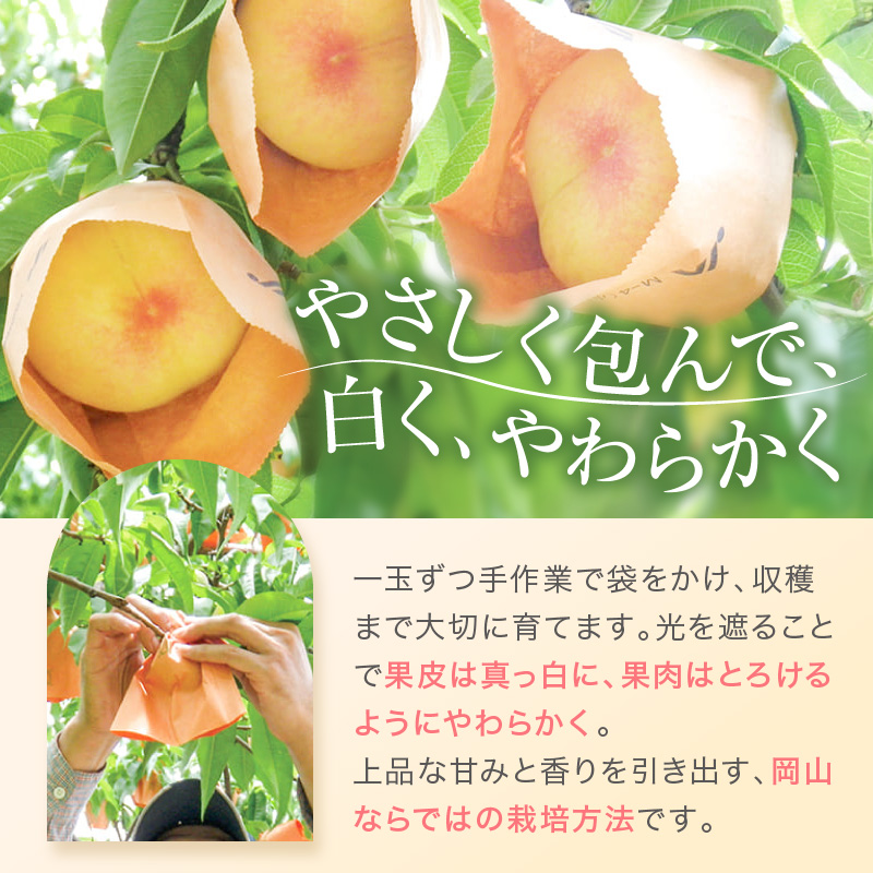 桃 2026年 先行予約 赤磐の 白桃 約2.0kg 6～8玉 JA晴れの国 糖度センサー選果 もも モモ 岡山県 赤磐市産 国産 フルーツ 果物 ギフト デザート 果肉