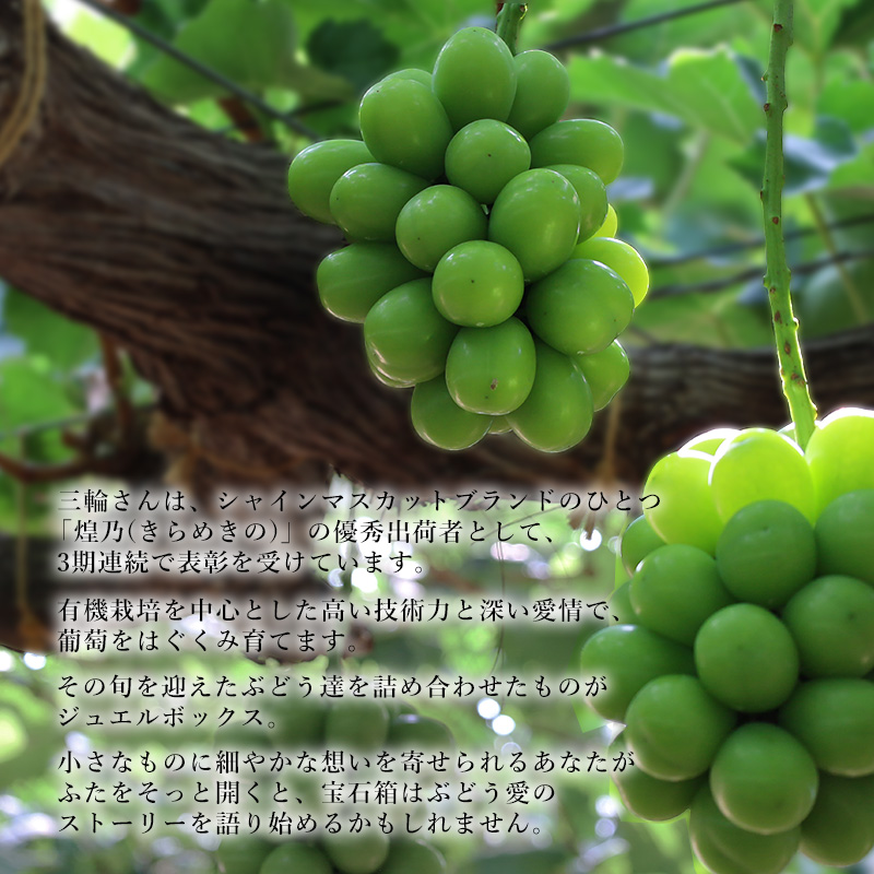 ぶどう 2026年 先行予約 ジュエルボックス 皮ごと食べることのできる 葡萄 4～5品種 詰合せ 約2kg ブドウ 葡萄 岡山県 赤磐市産 国産 フルーツ 果物 ギフト 三輪果樹園 岡山のぶどう 食べ比べ