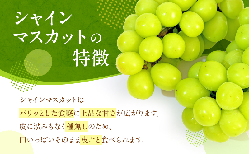 ぶどう 2026年 先行予約 シャイン マスカット 晴王 2房 合計1.3kg以上 2026年9月上旬～9月下旬発送分 ブドウ 葡萄 岡山県 赤磐市産 国産 フルーツ 果物 ギフト 赤坂青空市 種無し