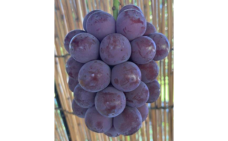 ぶどう 2026年 先行予約 ぶどう農園直送 朝採れ ニューピオーネ 大粒 2kg以上(約4～5房) ブドウ 葡萄 岡山県 赤磐市産 フルーツ 果物 ギフト