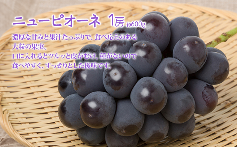 桃 ぶどう 詰合せ 2025年 先行予約 清水 白桃 2玉（1玉250g以上） ニュー ピオーネ 1房 約600g 岡山県 赤磐市産 フルーツ 果物 あかいわファーマーズガーデン