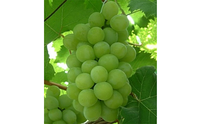 ぶどう 2025年 先行予約 マスカット オブ アレキサンドリア 2房 (約1.0kg) 葡萄 岡山県 赤磐市産 フルーツ 果物