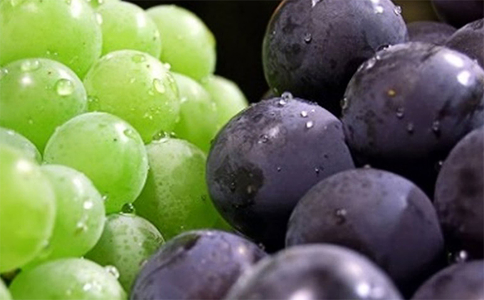 ぶどう 2025年 先行予約 マスカット オブ アレキサンドリア ニューピオーネ 各1房 葡萄 岡山県 赤磐市産 フルーツ 果物