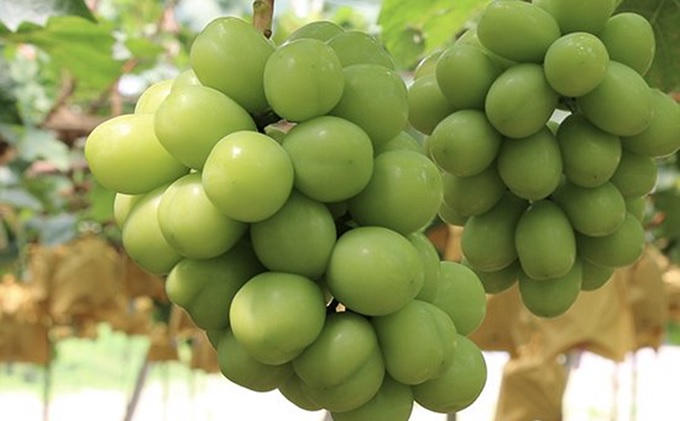 桃 ぶどう 2026年 先行予約 白桃 3玉 合計約900g（1玉約300g） シャインマスカット 晴王 1房 550g以上 もも 葡萄 詰合せ 岡山県産 国産 フルーツ 果物 ギフト 桃茂実苑