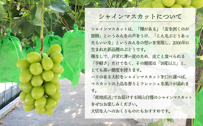 ぶどう 2026年 先行予約 シャイン マスカット 3～4房 約2.0～2.5kg 秀品 ブドウ 葡萄 岡山 赤磐市産 国産 フルーツ 果物 ギフト 果物類 デザート 食後 産地直送 大房 甘い 種なし 皮ごと 大粒