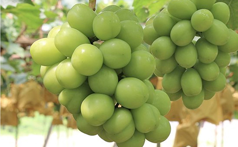 早期受付 シャイン マスカット 1房（500g以上）  桃茂実苑