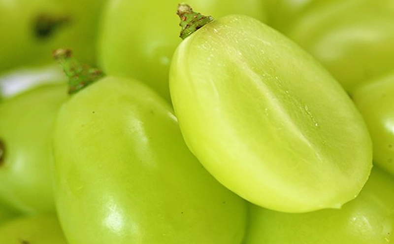 早期受付 シャイン マスカット 1パック（750g以上）  桃茂実苑