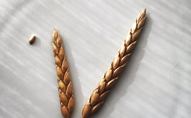 国産 オーガニック 小麦 の ハード系 フランスパン と 焼菓子 セット Ｍ