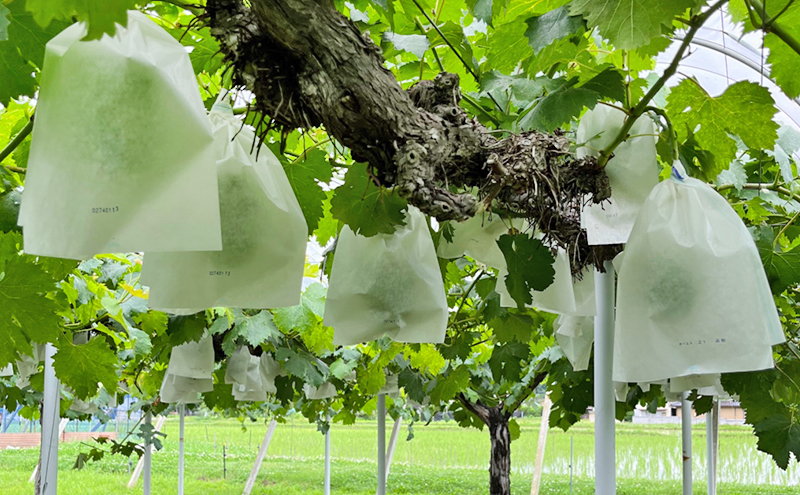 ぶどう 2026年 先行予約 ぶどう農園直送 朝採れ ニューピオーネ 大粒 1房(600g以上) ブドウ 葡萄 岡山県 赤磐市産 フルーツ 果物 ギフト