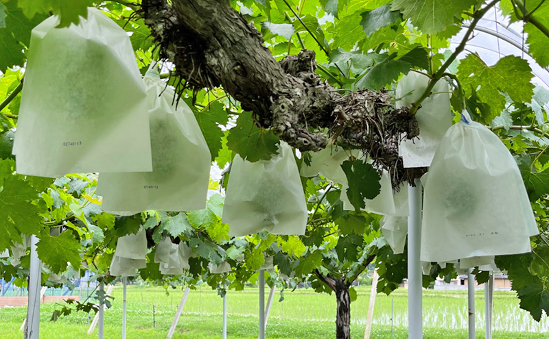 ぶどう 2026年 先行予約 ぶどう農園直送 朝採れ ニューピオーネ 大粒 2kg以上(約4～5房) ブドウ 葡萄 岡山県 赤磐市産 フルーツ 果物 ギフト