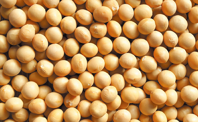 大豆 まるごと プロテイン ( スティック タイプ ) 健康食品 甘さ控め