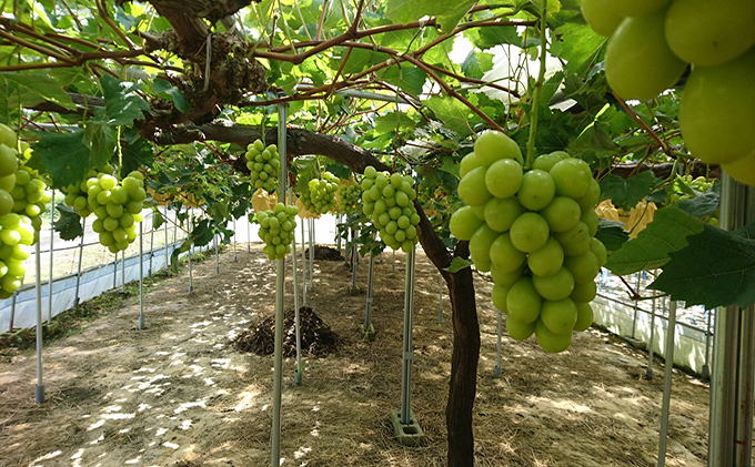 ぶどう 2025年 先行予約 シャインマスカット 約1.5kg 2房 盛夏 葡萄 岡山県 赤磐市産 フルーツ 果物 あかいわファーマーズガーデン