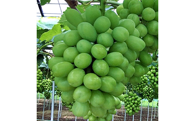 ぶどう 2025年 先行予約 定期便 岡山名産 シャインマスカット 3房 (約2.0kg) 3回連続お届け！ 葡萄 岡山県 赤磐市産 フルーツ 果物 あかいわファーマーズガーデン