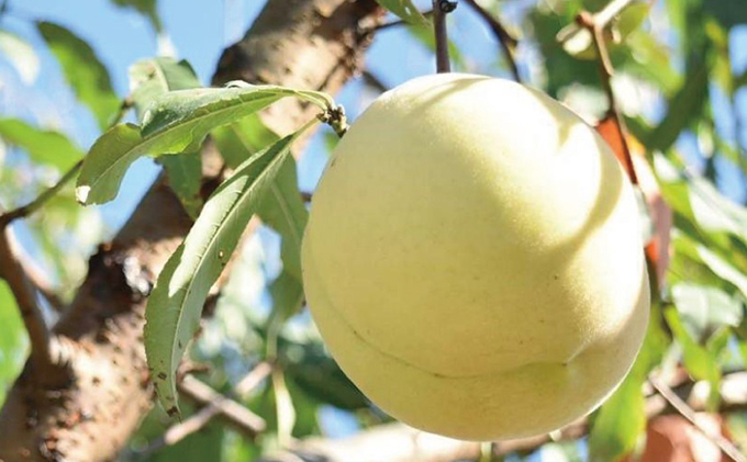 桃 2026年 先行予約 9月の旬な 白桃 をお届け！約1.5kg 5～7玉 糖度センサー選果 糖度12度以上 もも モモ 岡山県 赤磐市産 国産 フルーツ 果物 ギフト あみかフルーツ 旬の桃 少し固め