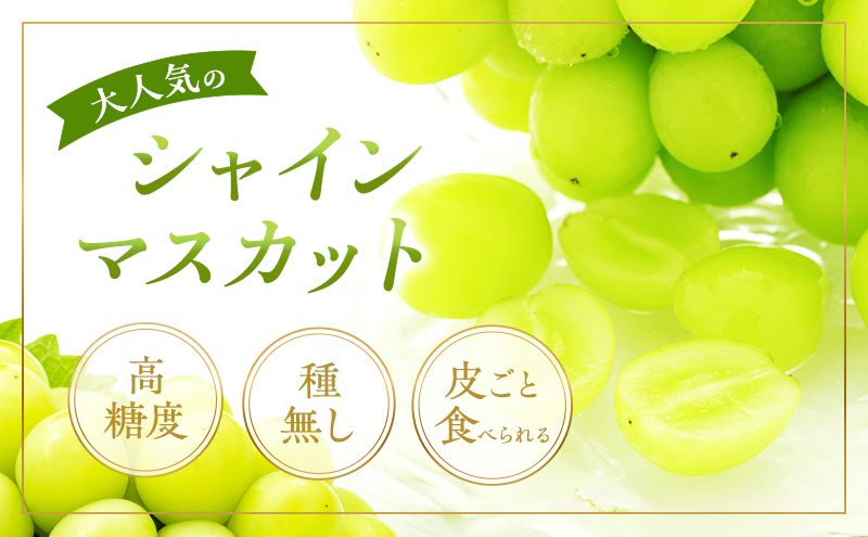 ぶどう 2026年 先行予約 シャイン マスカット 晴王 1房 650g以上 2026年9月上旬～9月下旬発送分 ブドウ 葡萄 岡山県 赤磐市産 国産 フルーツ 果物 ギフト 赤坂青空市 種無し