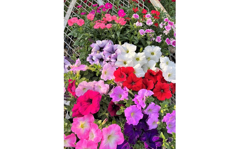 春 の 花苗 おすすめ セット 24ポット(4～6月発送) ガーデニング 園芸 お花 花 フラワー