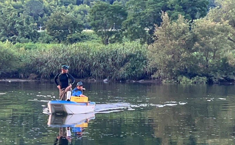 天然鮎 4～6匹 合計500g以上 【9月 発送予定】 冷凍 個包装 鮎 アユ あゆ 魚 川魚 岡山県産 吉井川