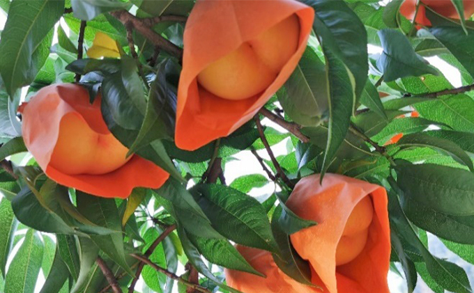 翠果撰 岡山 清水白桃 ドリンク 1本（500ml）化粧箱入り